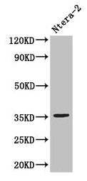 NANOG Antibody