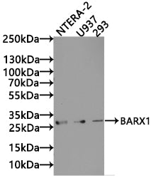 BARX1 Antibody