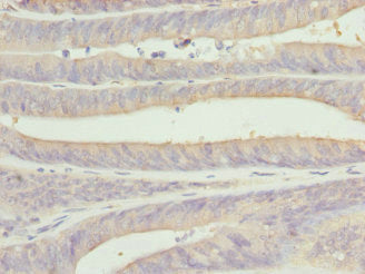 CSNK1G1 Antibody