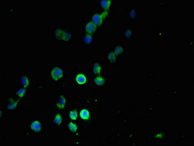 MANBAL Antibody