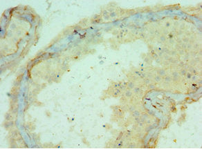 APOBEC3C Antibody