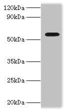 DDX19A Antibody