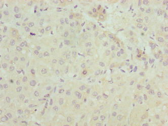 ELOVL2 Antibody