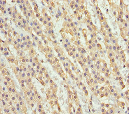 NDE1 Antibody