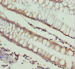 NDE1 Antibody