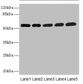 MPP6 Antibody