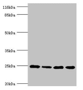 NDUFA13 Antibody