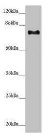 CEP72 Antibody