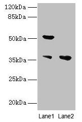 IMPACT Antibody