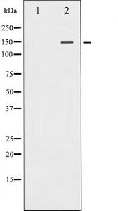 PLCG1 Antibody