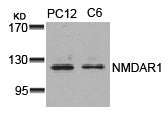 GRIN1 (Ab-896) Antibody