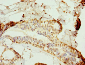 NLK Antibody