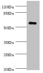 NLK Antibody