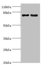 MTRR Antibody