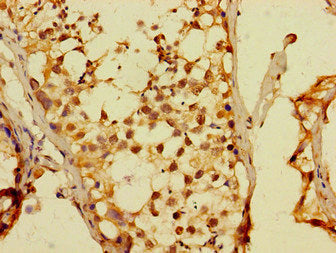 DUX4 Antibody
