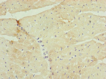 UQCR10 Antibody