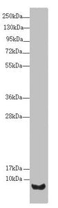 UQCR10 Antibody