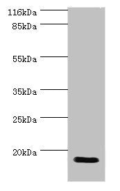 JPT1 Antibody