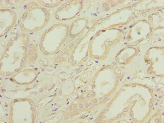 PILRB Antibody