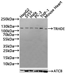 TRHDE Antibody