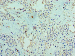 PADI4 Antibody