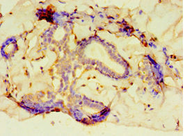 PCDHA6 Antibody