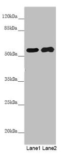PACSIN2 Antibody