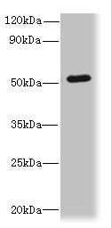 SNX6 Antibody