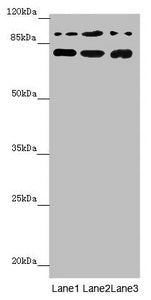 COG5 Antibody