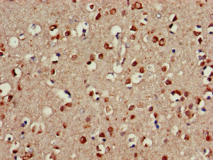 CDC42EP3 Antibody