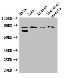 PRDM4 Antibody