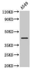 NDRG4 Antibody