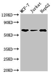 SHOC2 Antibody