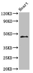 ING1 Antibody