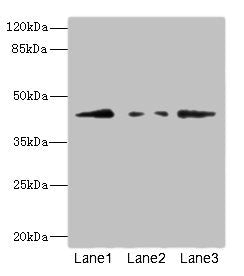 FBXO4 Antibody
