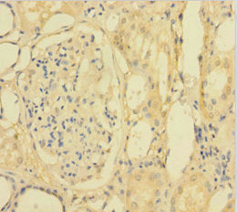 PLA2G2D Antibody