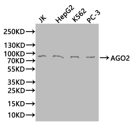 AGO2 Antibody