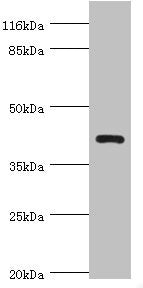 NDRG2 Antibody