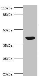 NDRG2 Antibody