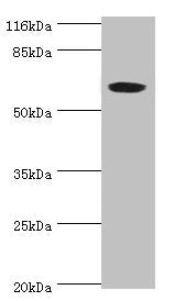 SLC13A4 Antibody