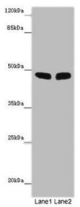 FBXL21 Antibody