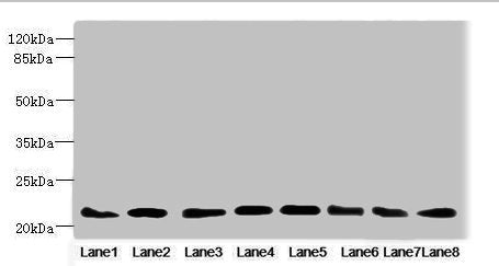 RAB23 Antibody