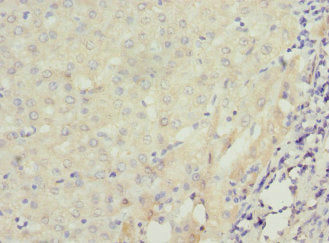 RAB23 Antibody
