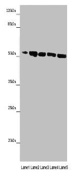 MINPP1 Antibody