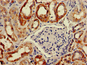 BAIAP2 Antibody