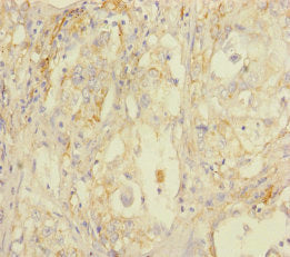STOML2 Antibody