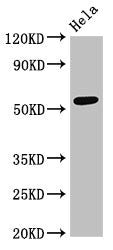 PTBP2 Antibody