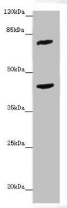 ACSL6 Antibody