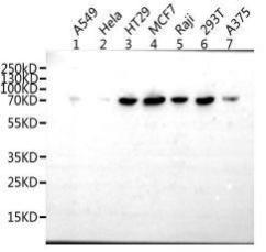 LAMP3 Antibody