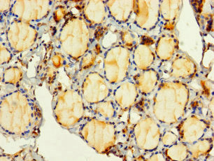 PITPNC1 Antibody